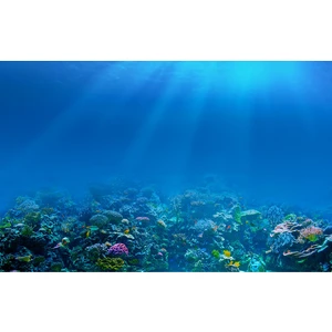 Kanki Pet KP1055209 Akvaryum Arka Fon Yapıştırma