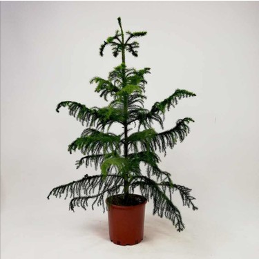 fidan burada salon cami arokarya araucaria heterophylla fiyati