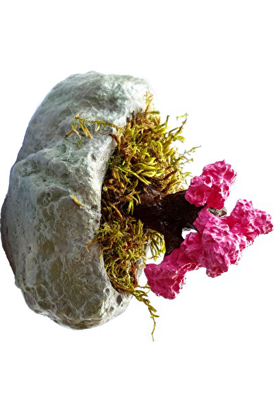 Merland Sukulent Çiçek ve Saksı Pembe