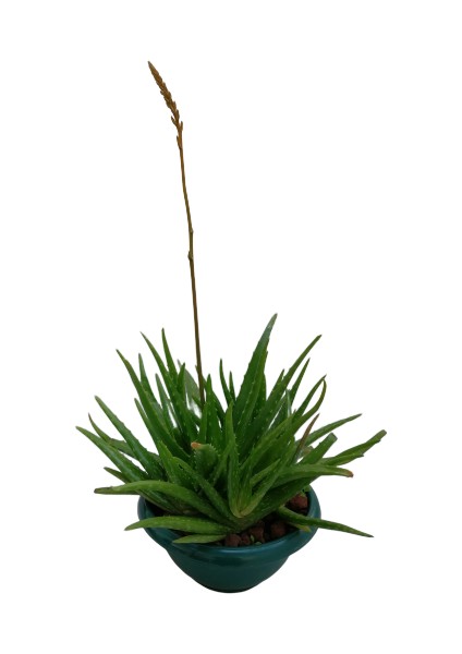 Aloe Vera fiyatları