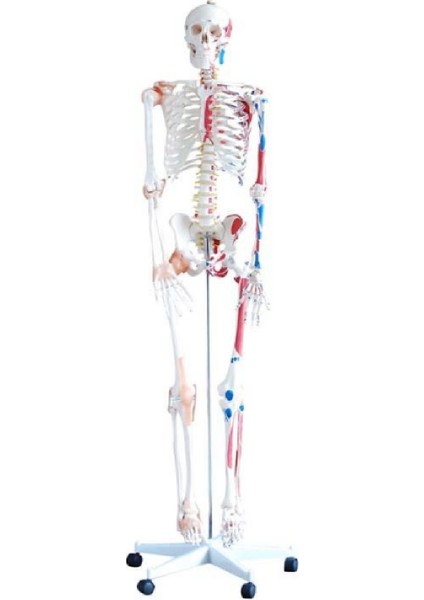 İnsan İskeleti Modeli 180 cm Kasları ve Bağları Gösterir Ligamentli Tekerlekli
