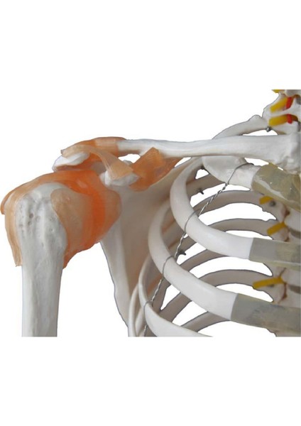 İnsan İskeleti Modeli 180 cm Kasları ve Bağları Gösterir Ligamentli Tekerlekli
