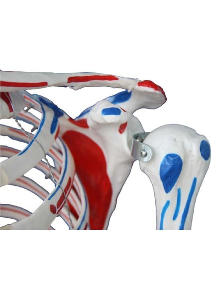 İnsan İskeleti Modeli 180 cm Kasları ve Bağları Gösterir Ligamentli Tekerlekli