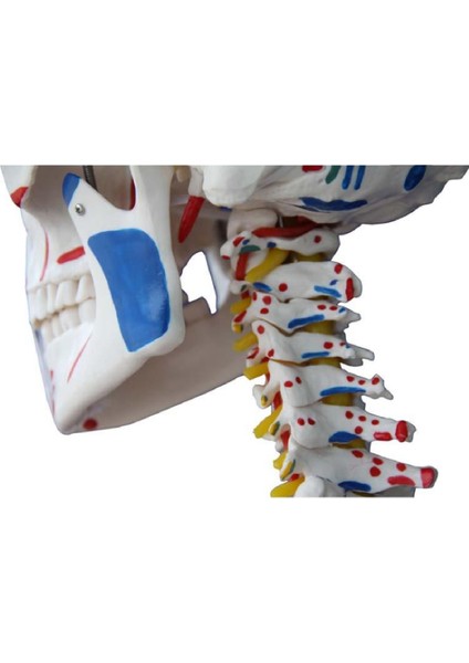 İnsan İskeleti Modeli 180 cm Kasları ve Bağları Gösterir Ligamentli Tekerlekli