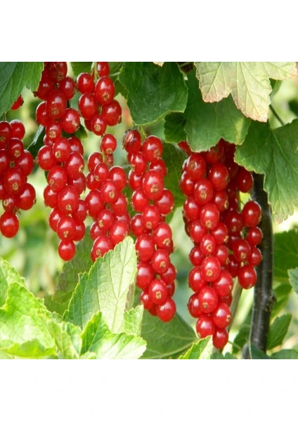 Ribes Rubrum Rovada Kırmızı Frenk Üzümü Saksıda 20 - 40 cm