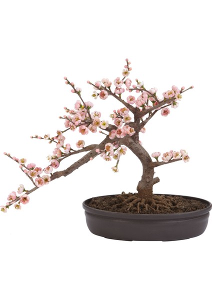 Bodur Cherry Blossom Bonzai Ağacı Tohumu 5'li