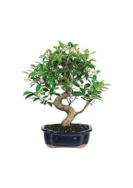 Bodur Defne Bonzai Ağacı Ekim Seti 3'lü Saksı Toprak Kombin