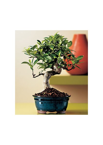 Bodur Defne Bonzai Ağacı Ekim Seti 3'lü Saksı Toprak Kombin modelleri