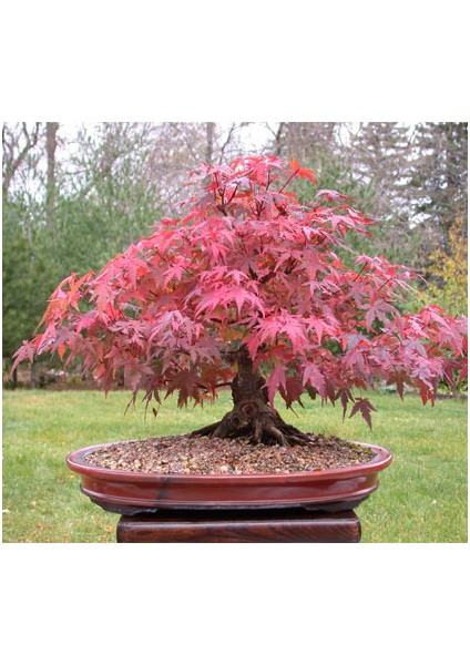 Bodur Flamingo Bonsai Ağacı Tohumu 5'li fiyatları