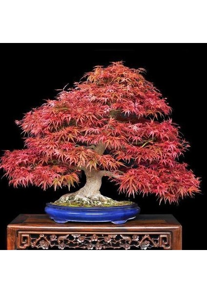 Bodur Flamingo Bonsai Ağacı Tohumu 5'li fırsatları