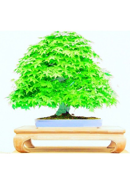 Bodur Japon Redwood Bonzai Ağacı Tohumu 5'li