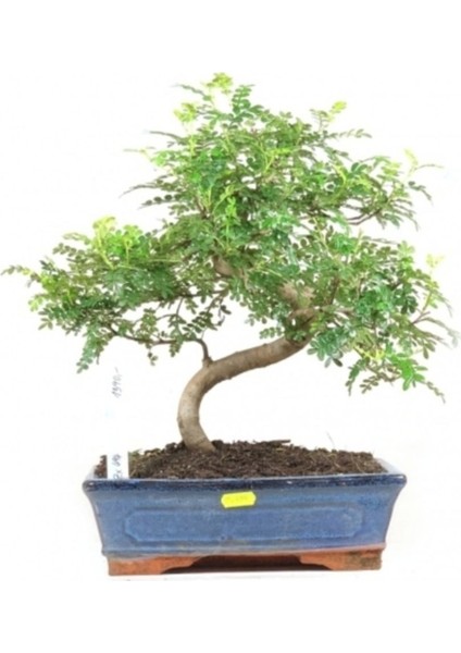 Bodur Karabiber Bonsai Ağacı Tohumu 5'li