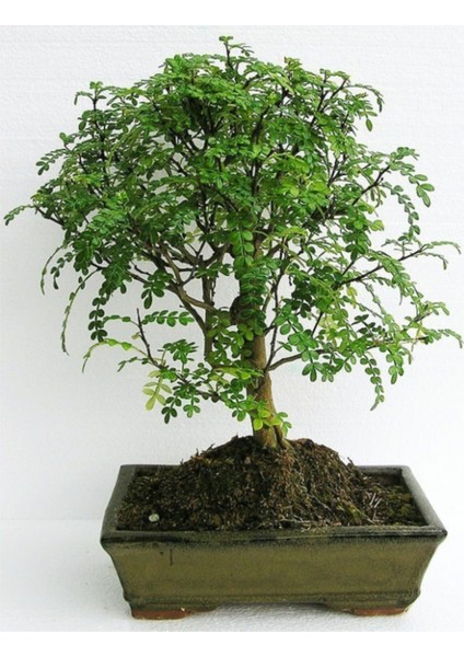 Bodur Karabiber Bonsai Ağacı Tohumu 5'li fiyatları
