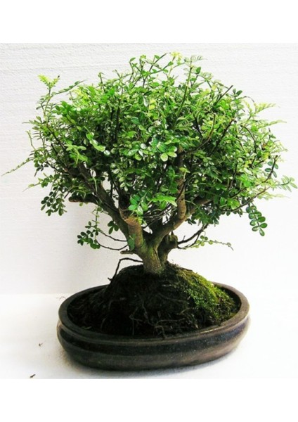 Bodur Karabiber Bonsai Ağacı Tohumu 5'li modelleri