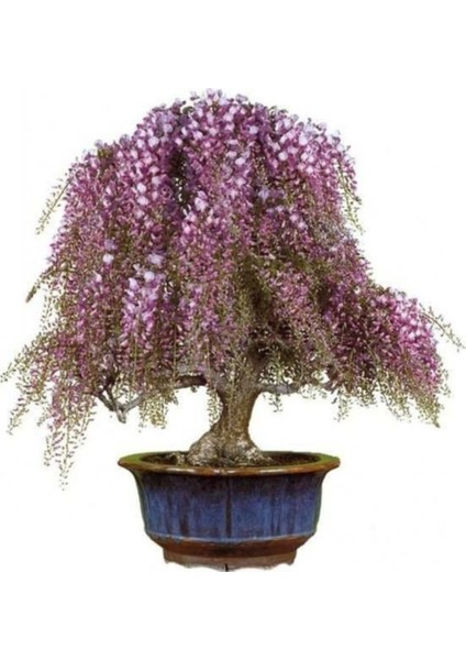 Bodur Palmiye Bonsai Ağacı Tohumu 3'lü