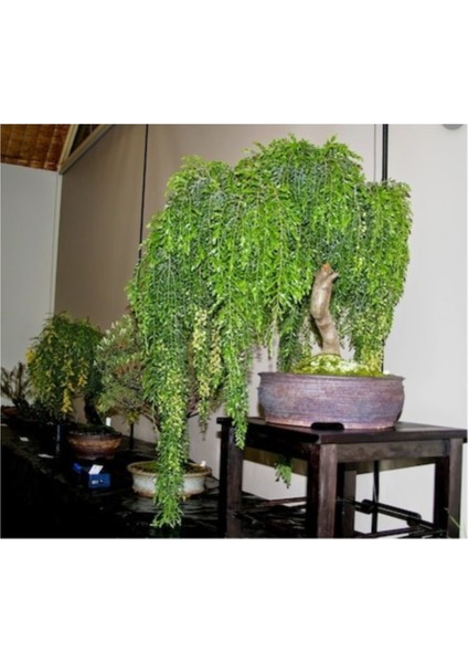 Bodur Palmiye Bonsai Ağacı Tohumu 3'lü modelleri