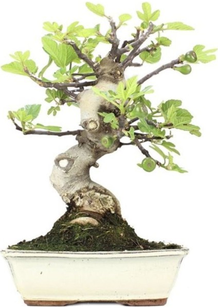 Bodur Siyah Incir Bonzai Ağacı Ekim Seti 5'li Saksı Toprak Kombin