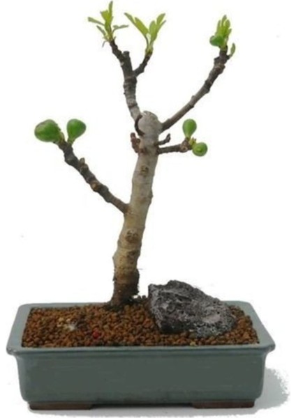 Bodur Siyah Incir Bonzai Ağacı Ekim Seti 5'li Saksı Toprak Kombin fiyatları