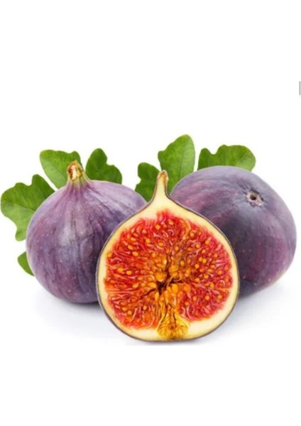 Bodur Siyah Incir Bonzai Ağacı Tohumu 5'li fiyatları