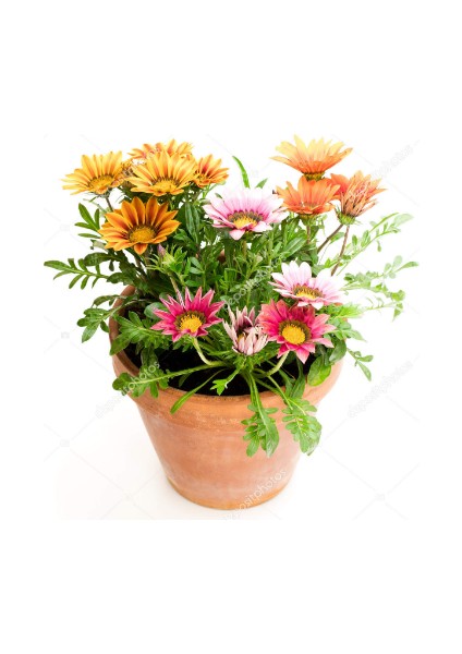 Gazanya Çiçeği Ekim Seti Saksı Toprak 5'li