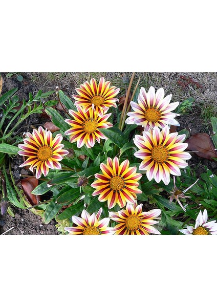 Gazanya Çiçeği Ekim Seti Saksı Toprak 5'li fiyatları