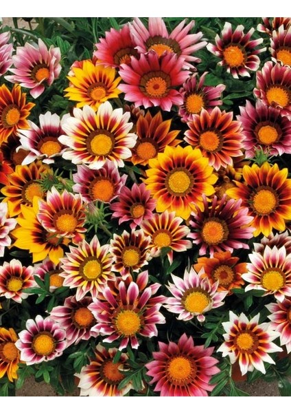 Gazanya Çiçeği Ekim Seti Saksı Toprak 5'li modelleri