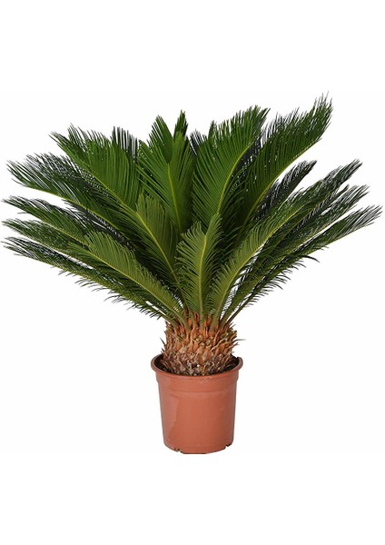 Nadir Cycas Tohumu 3'lü