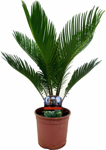 Nadir Cycas Tohumu 3'lü