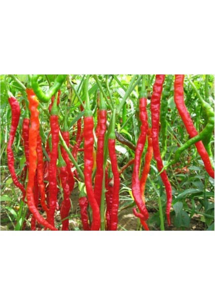 Uzun Sivri Kırmızı Tatlı Biber Tohumu 10'lu fiyatları
