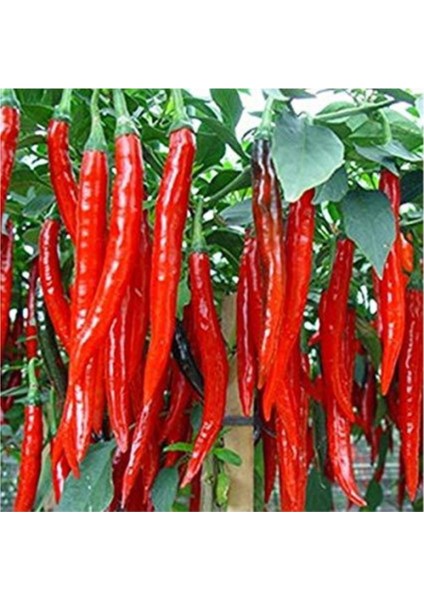 Uzun Sivri Kırmızı Tatlı Biber Tohumu 10'lu modelleri