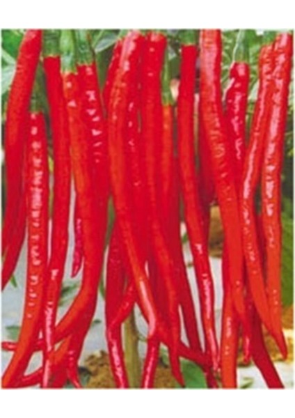 Uzun Sivri Kırmızı Tatlı Biber Tohumu 10'lu fırsatları