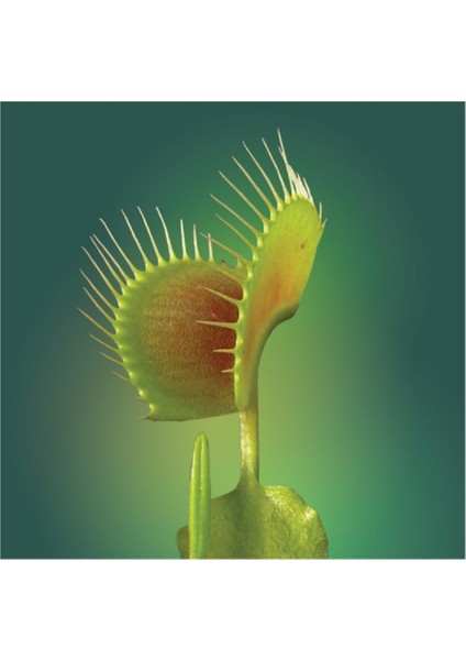 Venus Fly Trap Tohumu Etobur Bitki 5'li