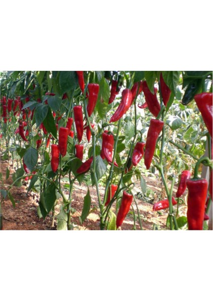 Acı Kırmızı Kapya Biberi Tohumu 20'li