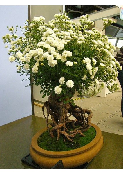 Bodur Beyaz Gül Bonzai Ağacı Ekim Seti 5'li Saksı Toprak Kombin