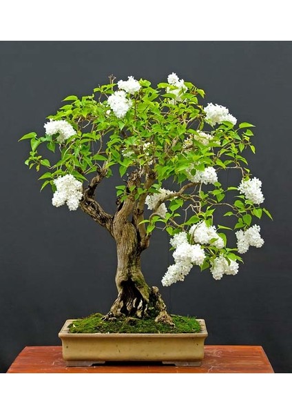 Bodur Beyaz Gül Bonzai Ağacı Ekim Seti 5'li Saksı Toprak Kombin fiyatları