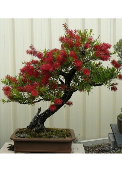 Bodur Callistemon Bonzai Ağacı Ekim Seti 25'li Saksı Toprak Kombin