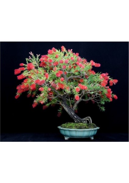 Bodur Callistemon Bonzai Ağacı Tohumu 25'li fiyatları