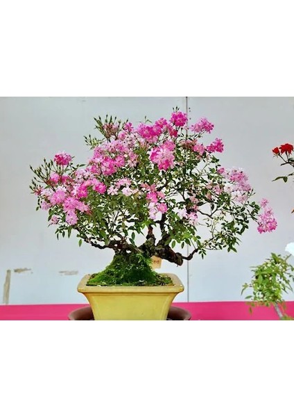Bodur Pembe Gül Bonzai Ağacı Tohumu 5'li