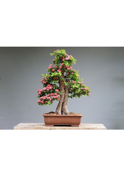 Bodur Pembe Gül Bonzai Ağacı Tohumu 5'li fiyatları