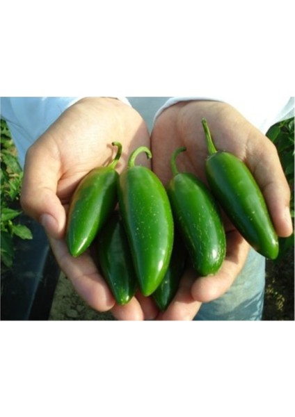 Jalapeno Kırmızı Acı Meksika Biberi Tohumu 5'li
