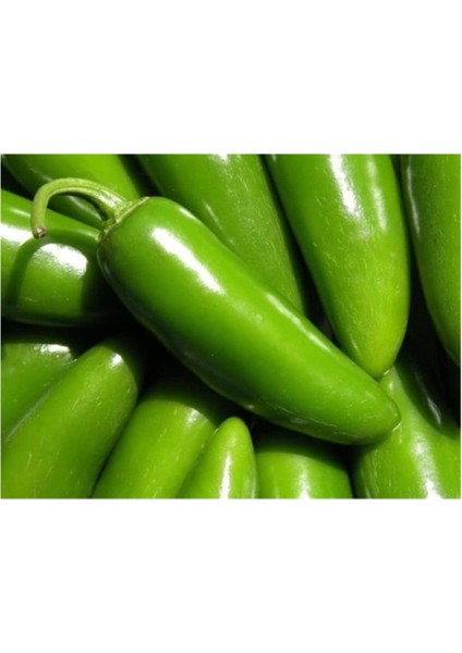 Jalapeno Kırmızı Acı Meksika Biberi Tohumu 5'li