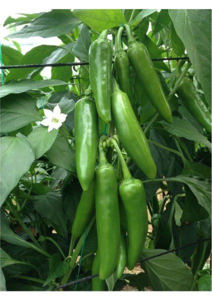 Jalapeno Kırmızı Acı Meksika Biberi Tohumu 5'li