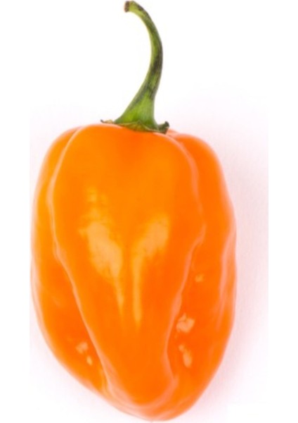 Nadir Acı Portakal Biberi Tohumu 5'li