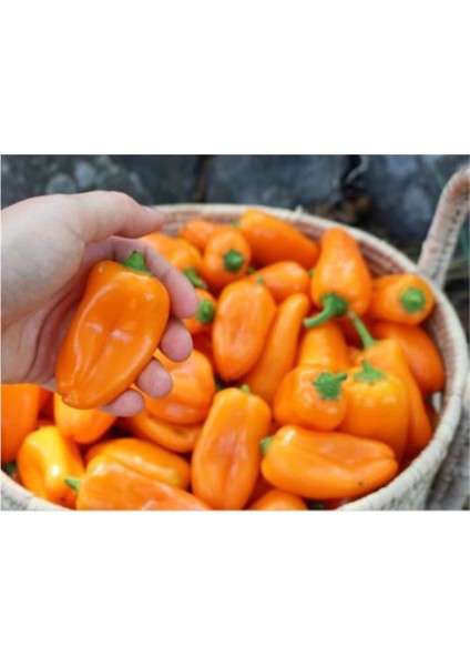 Nadir Acı Portakal Biberi Tohumu 5'li fiyatları