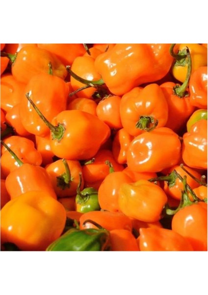 Nadir Acı Portakal Biberi Tohumu 5'li modelleri