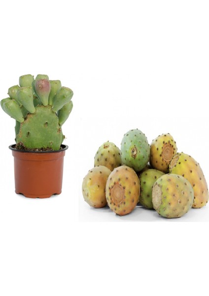 Nadir Dikenli Incir Tohumu 5'li