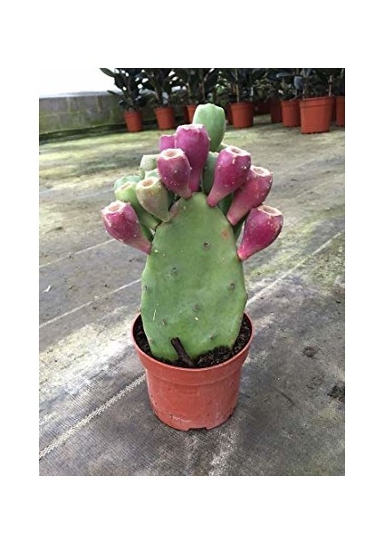 Nadir Dikenli Incir Tohumu 5'li fiyatları