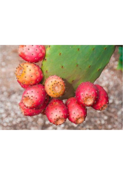 Nadir Dikenli Incir Tohumu 5'li modelleri