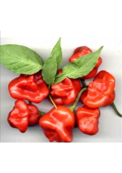 Nadir Kırmızı Gül Biberi Tohumu 5'li