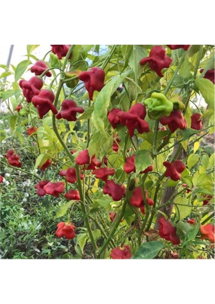 Nadir Kırmızı Gül Biberi Tohumu 5'li fiyatları
